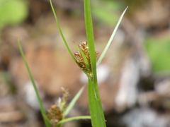 Luzula comosa comosa