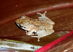 Pseudophilautus wynaadensis