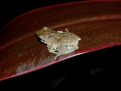 Pseudophilautus wynaadensis