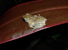 Pseudophilautus wynaadensis