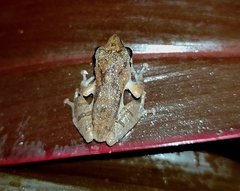 Pseudophilautus wynaadensis