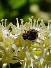 Valgus canaliculatus