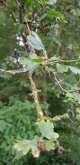 Crataegus monogyna