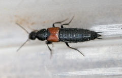 Philonthus corruscus