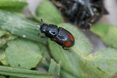 Phalacronothus biguttatus