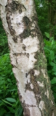 Crataegus monogyna