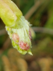 Acer circinatum