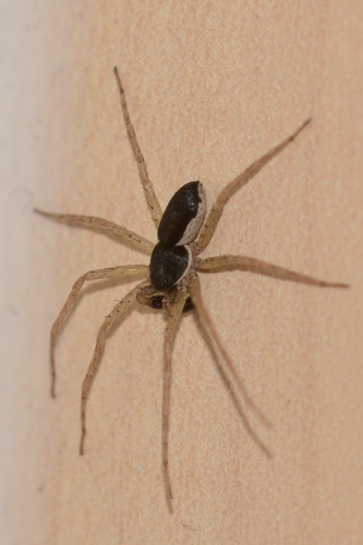 Eurasian Running Crab Spider