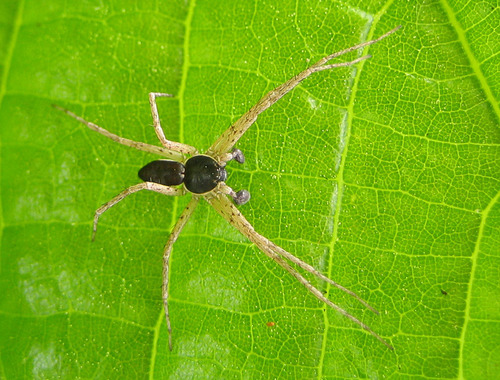 Eurasian Running Crab Spider