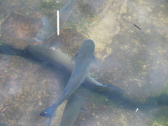 Chelon labrosus