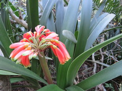 Clivia gardenii