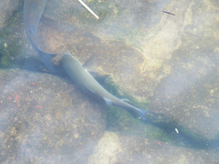 Chelon labrosus