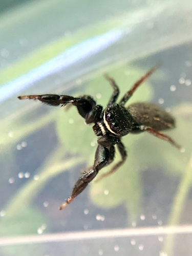 Ribbon Jumping Spider