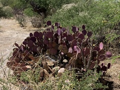 Opuntia santa-rita