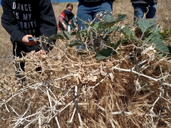 Datura wrightii