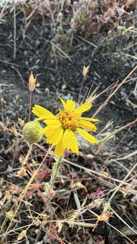 iNaturalist observation photo of Coastal Tarweed