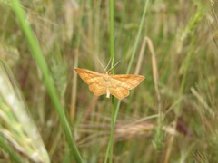 Idaea ochrata
