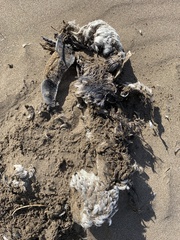 Spheniscus magellanicus