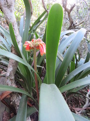 Clivia gardenii