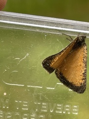Isturgia limbaria