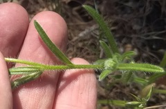 Cryptantha intermedia intermedia