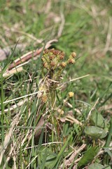 Petasites radiatus