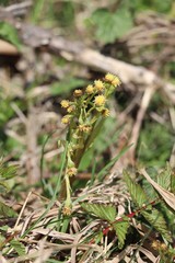 Petasites radiatus