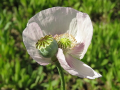 Papaver somniferum somniferum