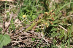 Petasites radiatus