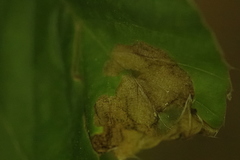 Orchestes fagi