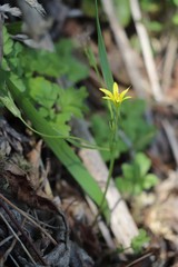 Gagea granulosa
