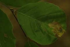 Orchestes fagi