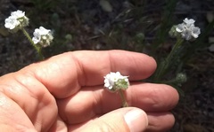 Cryptantha intermedia intermedia