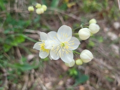 Thalictrum tuberosum