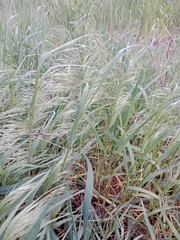 Bromus sterilis