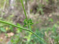 Thalictrum tuberosum