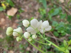 Thalictrum tuberosum