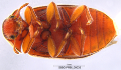 Typhaea stercorea