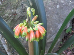 Clivia gardenii