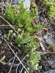 Cryptogramma acrostichoides