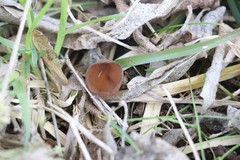 Dumontinia tuberosa