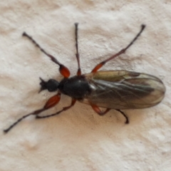 Bibio pomonae