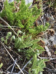 Cryptogramma acrostichoides