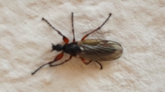 Bibio pomonae
