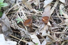 Dumontinia tuberosa