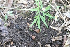 Dumontinia tuberosa