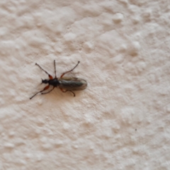 Bibio pomonae