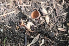 Dumontinia tuberosa
