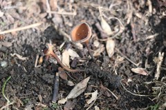 Dumontinia tuberosa