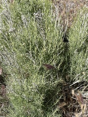 Orites acicularis